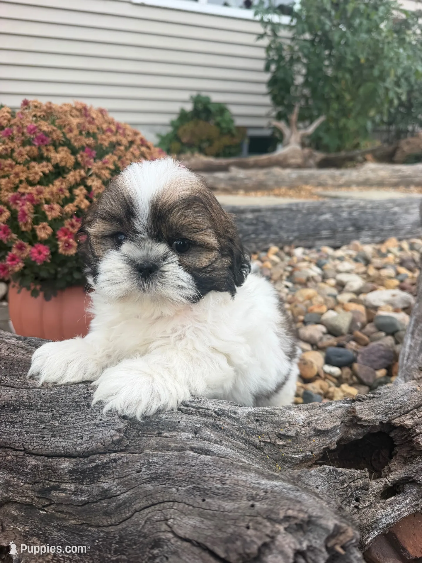 Marths, a female Shih Tzu for sale in Chariton, IA – 1 of 8