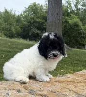 Peter, a male Poodle - Toy  for sale in Chariton, IA – 2 of 10