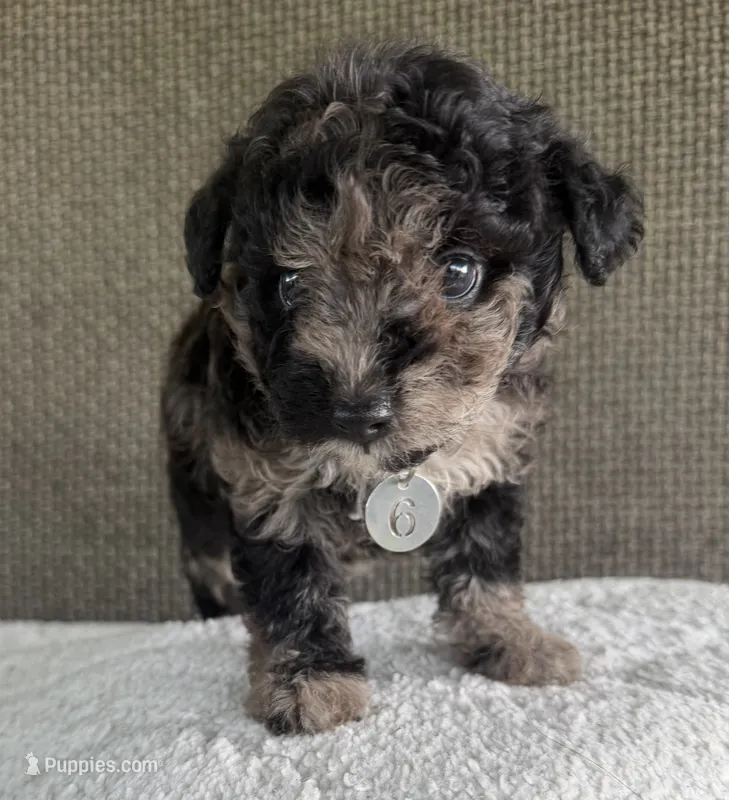 Puppy Six – Maltipoo puppy for sale in Chariton, IA
