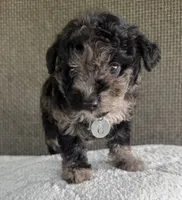 Puppy Six, a female Maltipoo for sale in Chariton, IA – 1 of 5