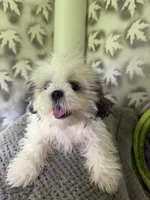 Shih-Tzu Female , a female Shih Tzu for sale in Chariton, IA – 8 of 9