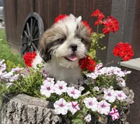 Les, a male Shih Tzu for sale in Chariton, IA – 9 of 9