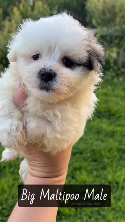 Romeo, a male Maltipoo for sale in Chariton, IA – 6 of 7