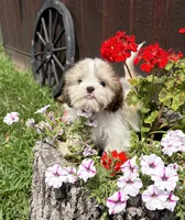 Peanut, a male Shih Tzu for sale in Chariton, IA – 7 of 9