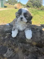 Abby, a female Shih Tzu for sale in Chariton, IA – 6 of 10