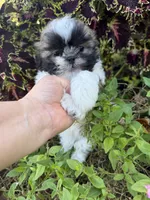 Aaron, a male Shih Tzu for sale in Chariton, IA – 4 of 10
