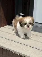 Les, a male Shih Tzu for sale in Chariton, IA – 6 of 9