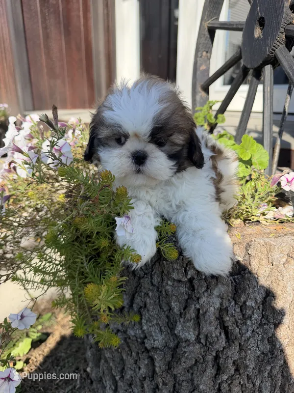 Austin – Shih Tzu puppy for sale in Chariton, IA