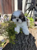 Austin, a male Shih Tzu for sale in Chariton, IA – 1 of 7