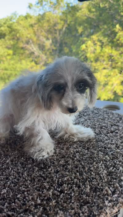Liz, a female Poodle - Toy  for sale in Chariton, IA – 10 of 10