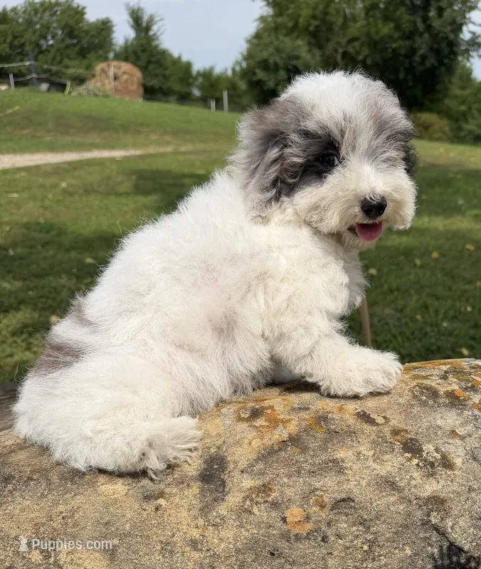 Liz – Poodle - Toy  puppy for sale in Chariton, IA