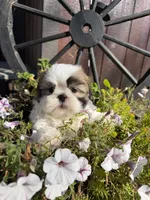 Austin, a male Shih Tzu for sale in Chariton, IA – 4 of 7