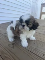 Alissa, a female Shih Tzu for sale in Chariton, IA – 8 of 9