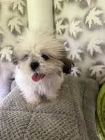 Shih-Tzu Female , a female Shih Tzu for sale in Chariton, IA – 7 of 9