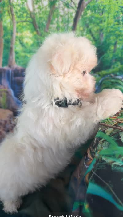Fluffy , a male Maltese for sale in Chariton, IA – 3 of 3