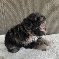 Puppy Six, a female Maltipoo for sale in Chariton, IA – 5 of 5