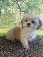 Shih Tzu Male, a male Shih Tzu for sale in Chariton, IA – 6 of 10