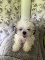 Shih-Tzu Female , a female Shih Tzu for sale in Chariton, IA – 6 of 9