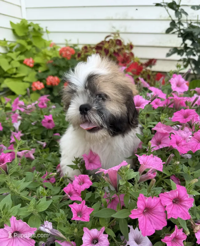 Sam – Shih Tzu puppy for sale in Chariton, IA