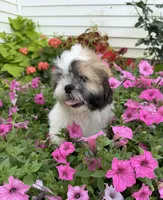 Sam, a male Shih Tzu for sale in Chariton, IA – 1 of 8