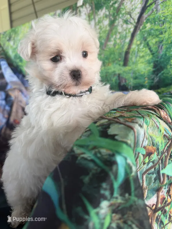 Fluffy  – Maltese puppy for sale in Chariton, IA