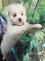 Fluffy , a male Maltese for sale in Chariton, IA – 1 of 3