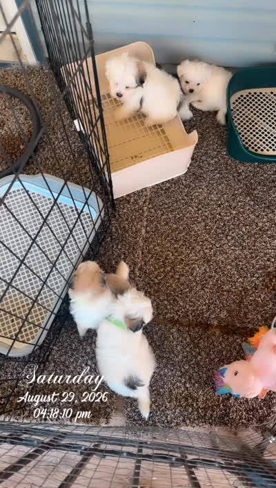Angel , a female Maltipoo for sale in Chariton, IA – 2 of 2
