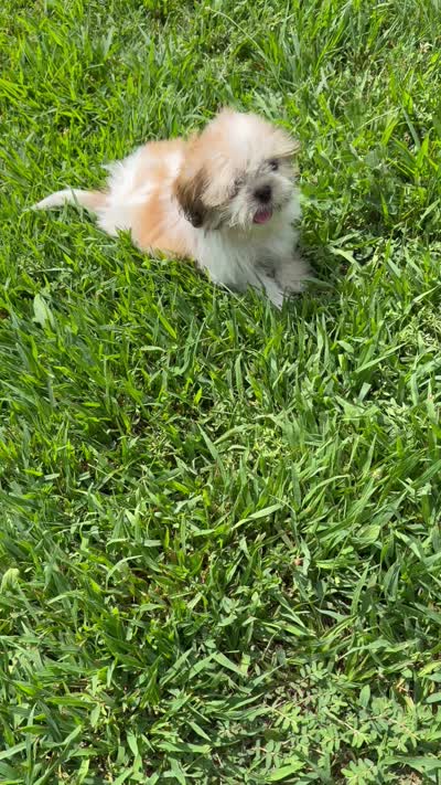 Peanut, a male Shih Tzu for sale in Chariton, IA – 9 of 9