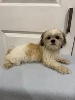 Peanut, a male Shih Tzu for sale in Chariton, IA – 6 of 10
