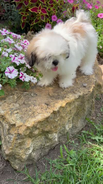 Amber, a female Shih Tzu for sale in Chariton, IA – 7 of 7