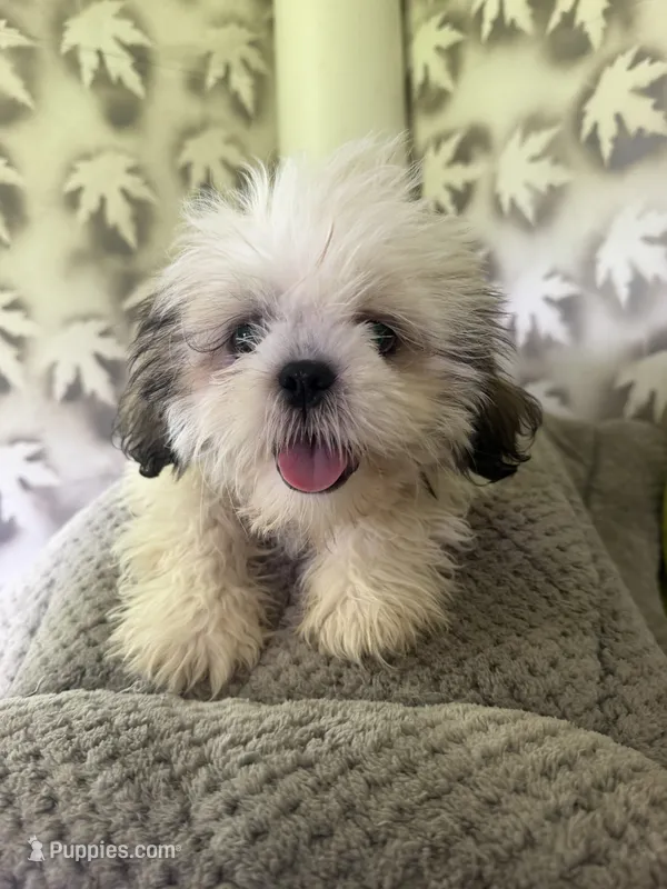 Shih-Tzu Female  – Shih Tzu puppy for sale in Chariton, IA
