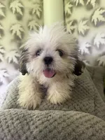 Shih-Tzu Female , a female Shih Tzu for sale in Chariton, IA – 1 of 9