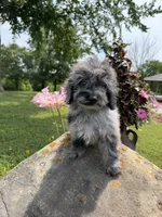 Lora, a female Poodle - Toy  for sale in Chariton, IA – 8 of 10