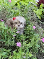 Lola, a female Shih Tzu for sale in Chariton, IA – 4 of 5