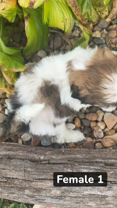 Marths, a female Shih Tzu for sale in Chariton, IA – 8 of 8