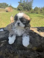 Abby, a female Shih Tzu for sale in Chariton, IA – 3 of 10
