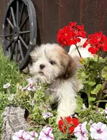 Peanut, a male Shih Tzu for sale in Chariton, IA – 2 of 9
