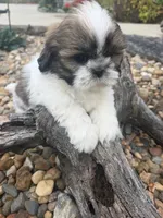 Marths, a female Shih Tzu for sale in Chariton, IA – 5 of 8