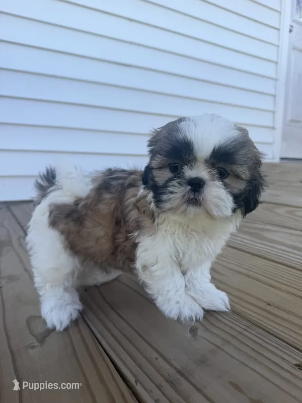 Alissa – Shih Tzu puppy for sale in Chariton, IA