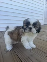 Alissa, a female Shih Tzu for sale in Chariton, IA – 1 of 9