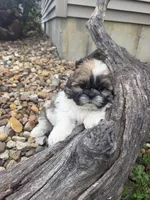 Mike, a male Shih Tzu for sale in Chariton, IA – 5 of 6