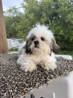 Amber, a female Shih Tzu for sale in Chariton, IA – 5 of 10