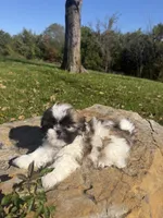 Aaron, a male Shih Tzu for sale in Chariton, IA – 7 of 10