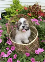 Sam, a male Shih Tzu for sale in Chariton, IA – 4 of 8