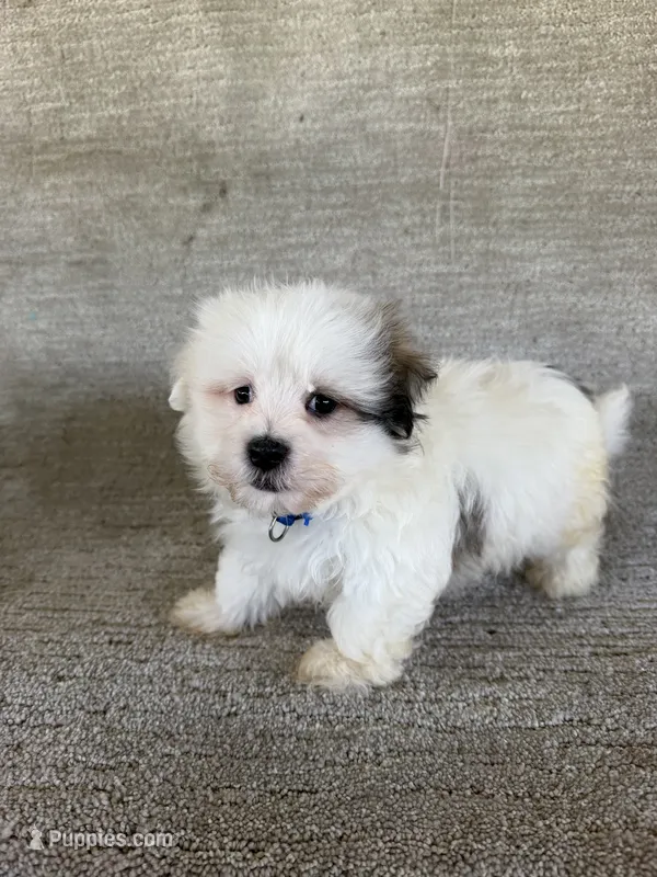 Romeo – Maltipoo puppy for sale in Chariton, IA