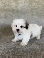 Romeo, a male Maltipoo for sale in Chariton, IA – 1 of 7