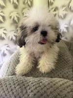 Shih-Tzu Female , a female Shih Tzu for sale in Chariton, IA – 5 of 9