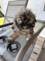 Lora, a female Shih Tzu for sale in Chariton, IA – 3 of 6