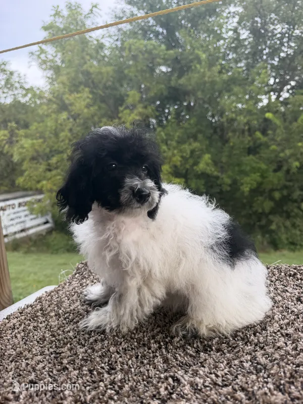 Peter – Poodle - Toy  puppy for sale in Chariton, IA