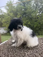 Peter, a male Poodle - Toy  for sale in Chariton, IA – 1 of 9